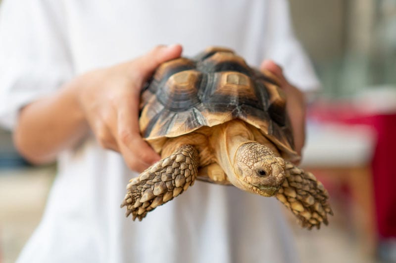 Tortoise Health Conditions Guide for Keepers Reptiles' Cove