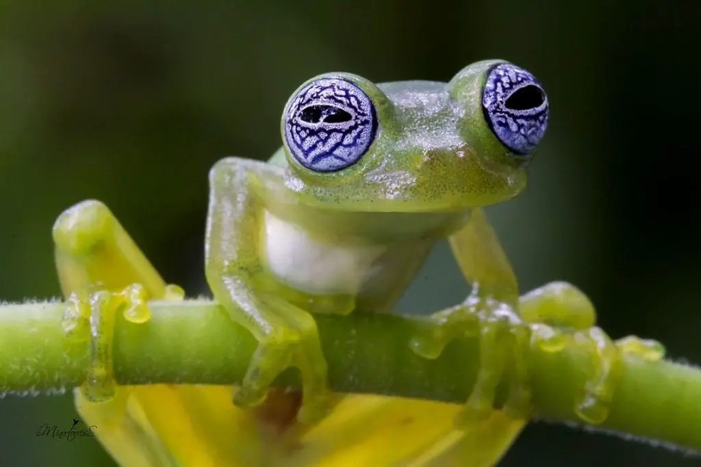 Glass Frog Care Sheet Reptiles' Cove
