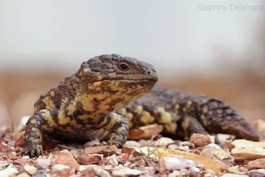 Shingleback Skink Pet amphibian plant examples