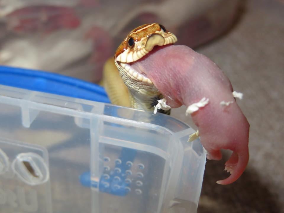 Does Your Snake Need Diverse Diet? Reptiles' Cove