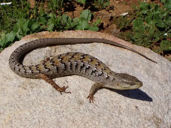Southern Alligator Lizard Care Sheet Reptiles' Cove