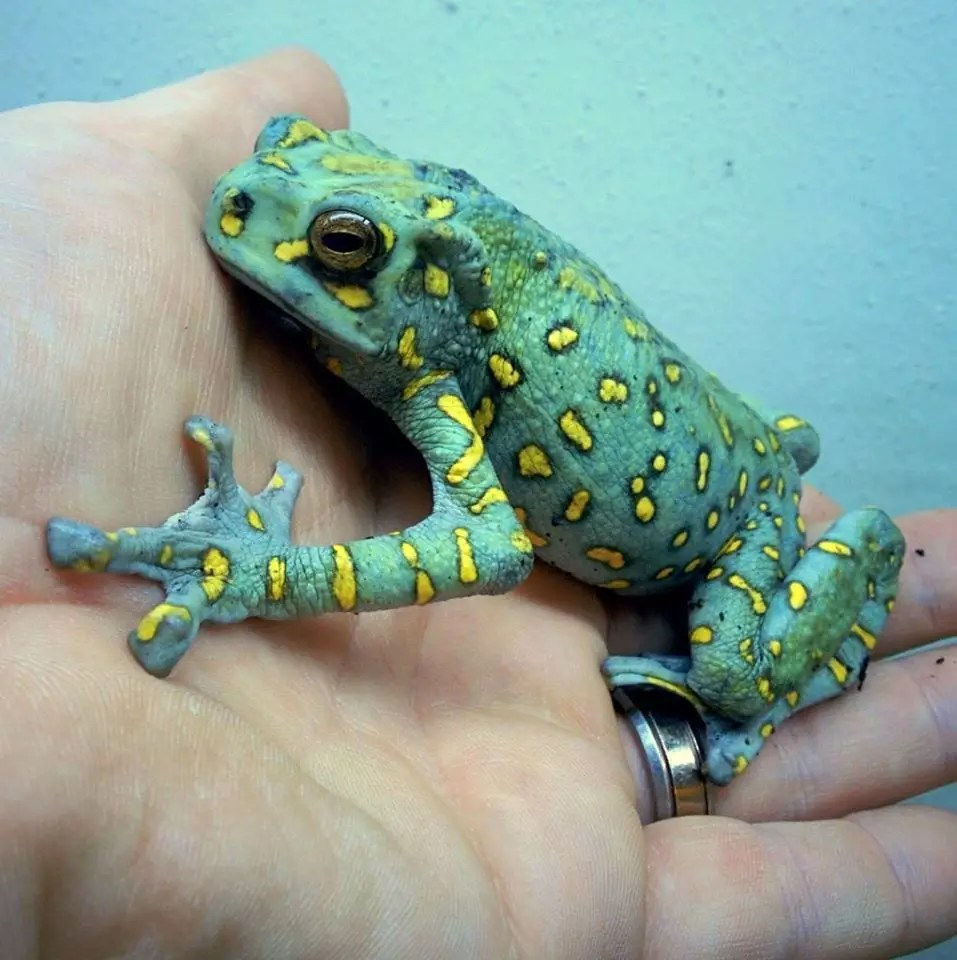 Yellow Spotted Climbing Toad Care Sheet Reptiles' Cove