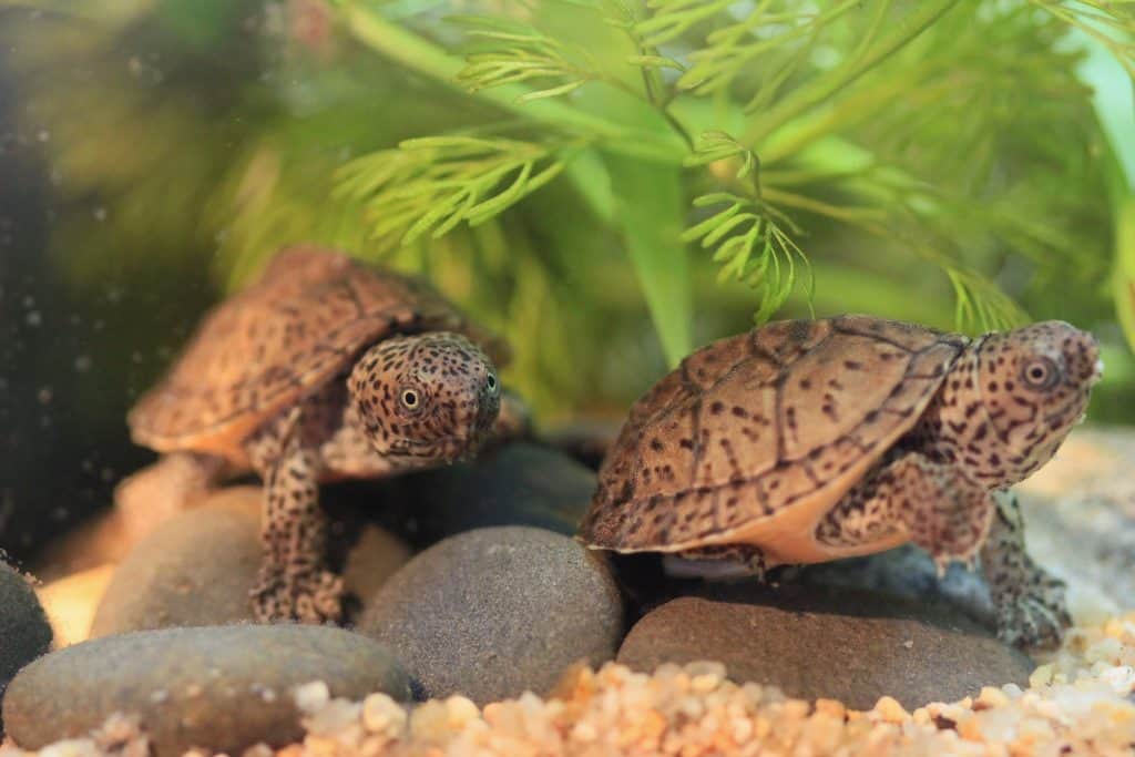 8 Types of Aquatic Turtles (With Pictures) Reptiles Hub