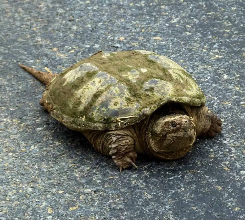 (Ultimate Guide) Snapping Turtles Everything You Need to Know