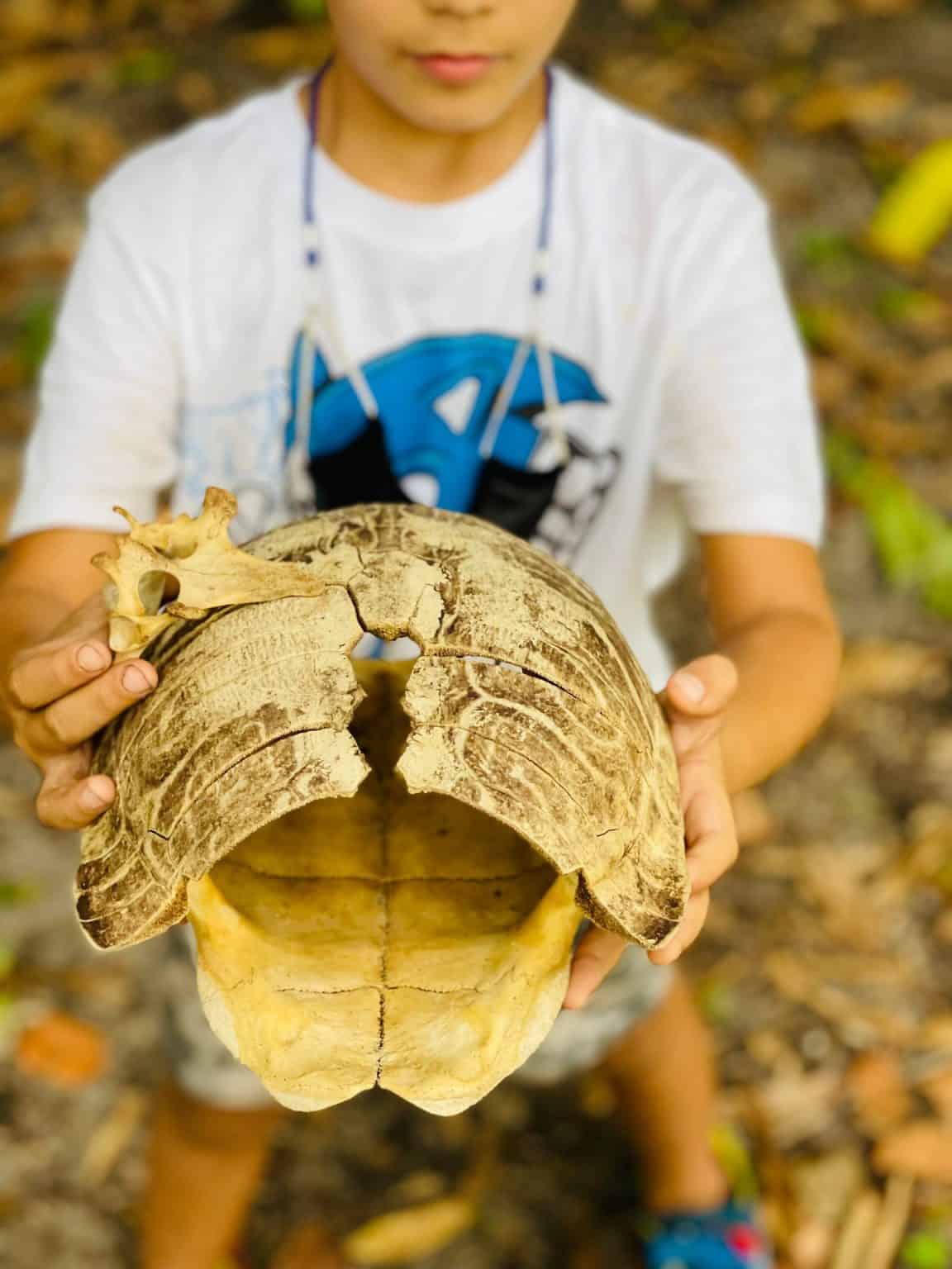 Are Turtles Born with Shells? Exploring Turtle Shell Facts and Myths