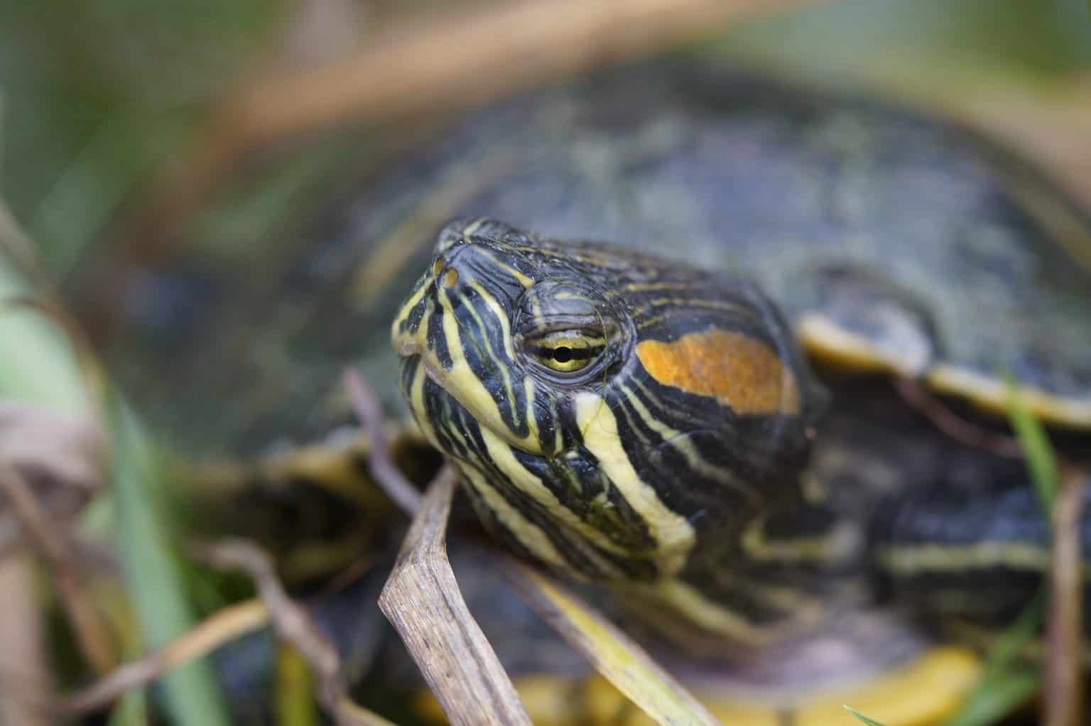 Do Turtles Sleep with Their Eyes Open? Learn About Turtle's Sleeping