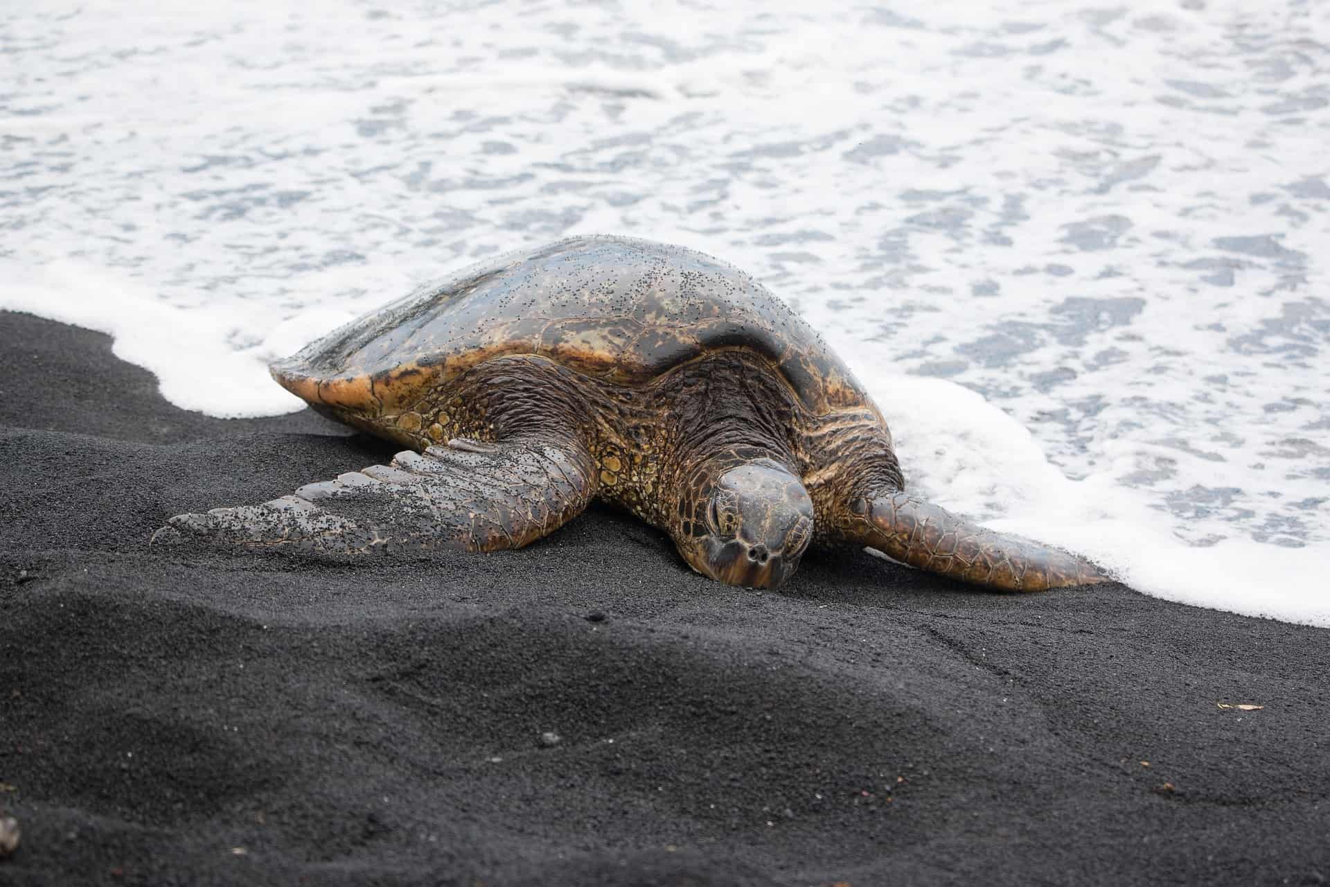Where Do Turtles Go in the Winter? The Truth Revealed! Reptiles Hub