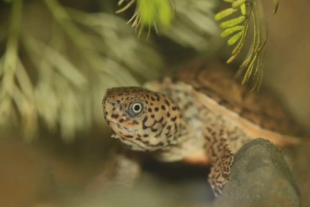 Loggerhead Musk Turtle Comprehensive Guide Everything You Need to Know