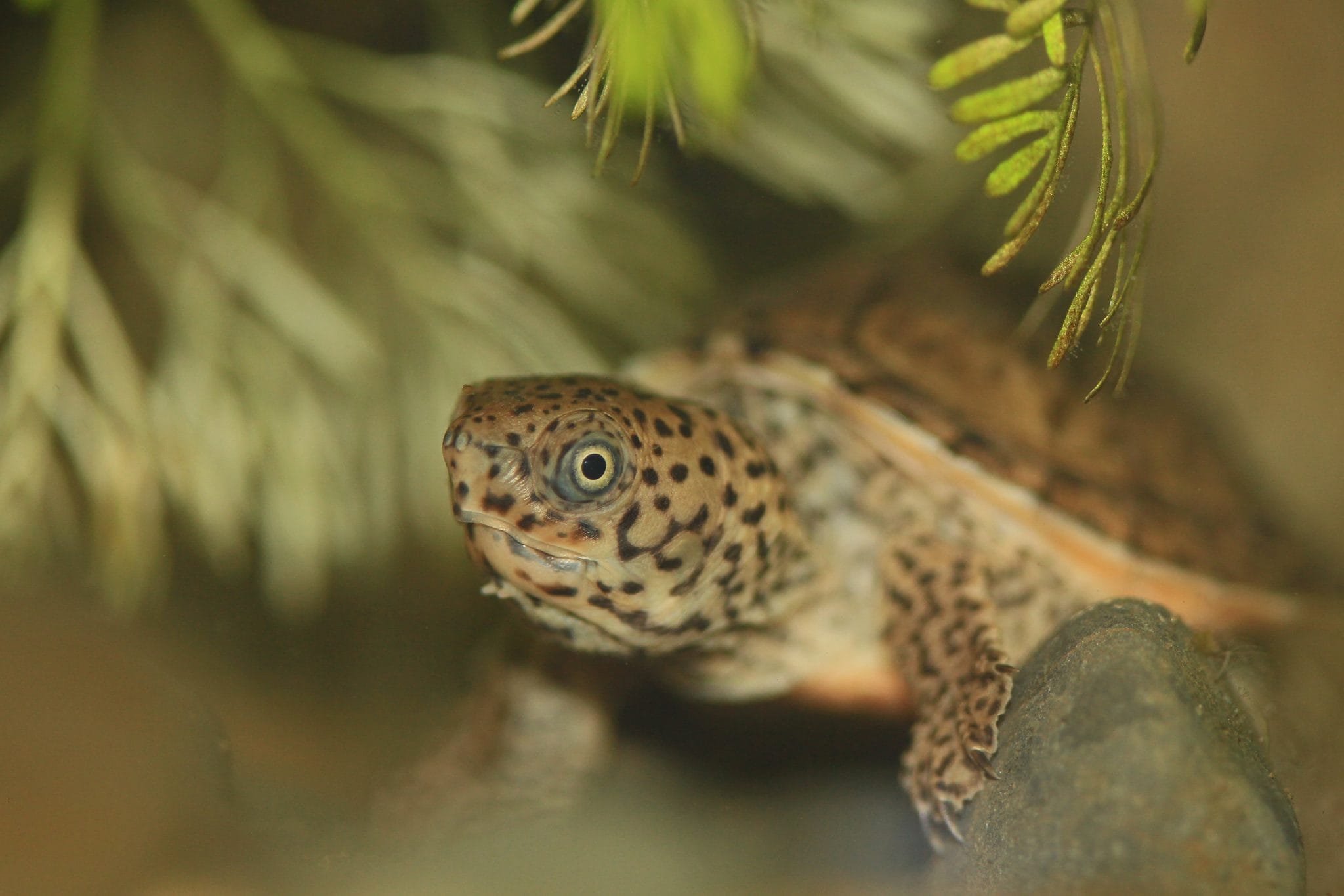 Loggerhead Musk Turtle Comprehensive Guide Everything You Need to Know