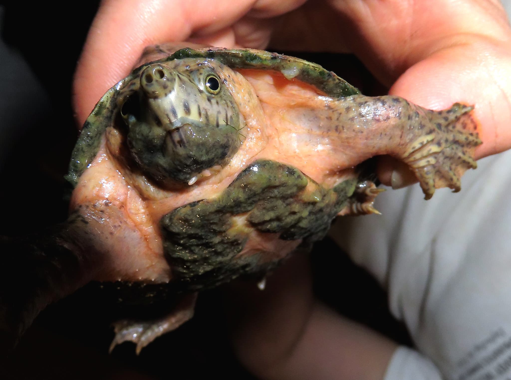 Razorback Musk Turtle Comprehensive Guide Everything You Need to Know