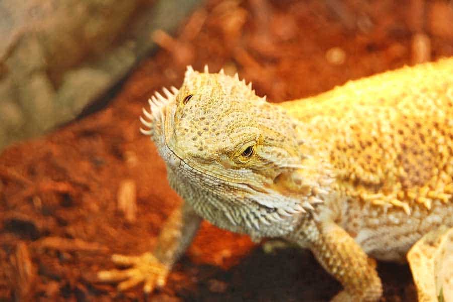 Bearded Dragon Care Guide for Beginner Herpers