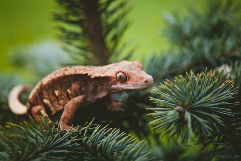 Crested Gecko vs Leopard Gecko — What’s the Difference?