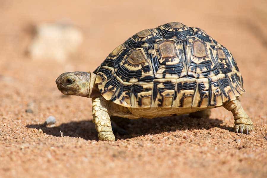 Best Pet Tortoise (Top 10 Pet Tortoises for You)