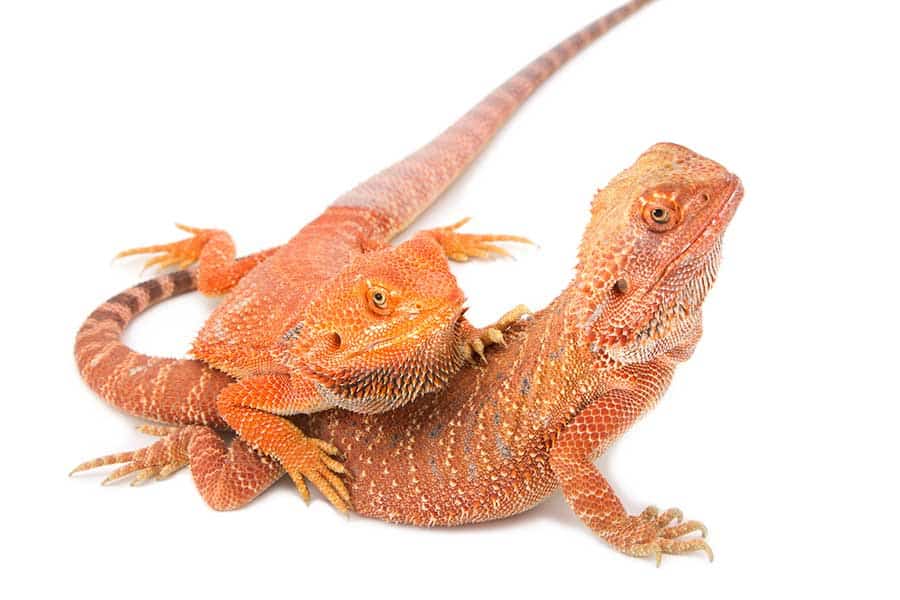 How do bearded dragons come together? (101st place)