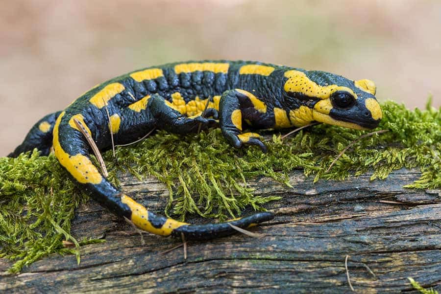 What Do Salamanders Eat? Diet and Feeding Basics