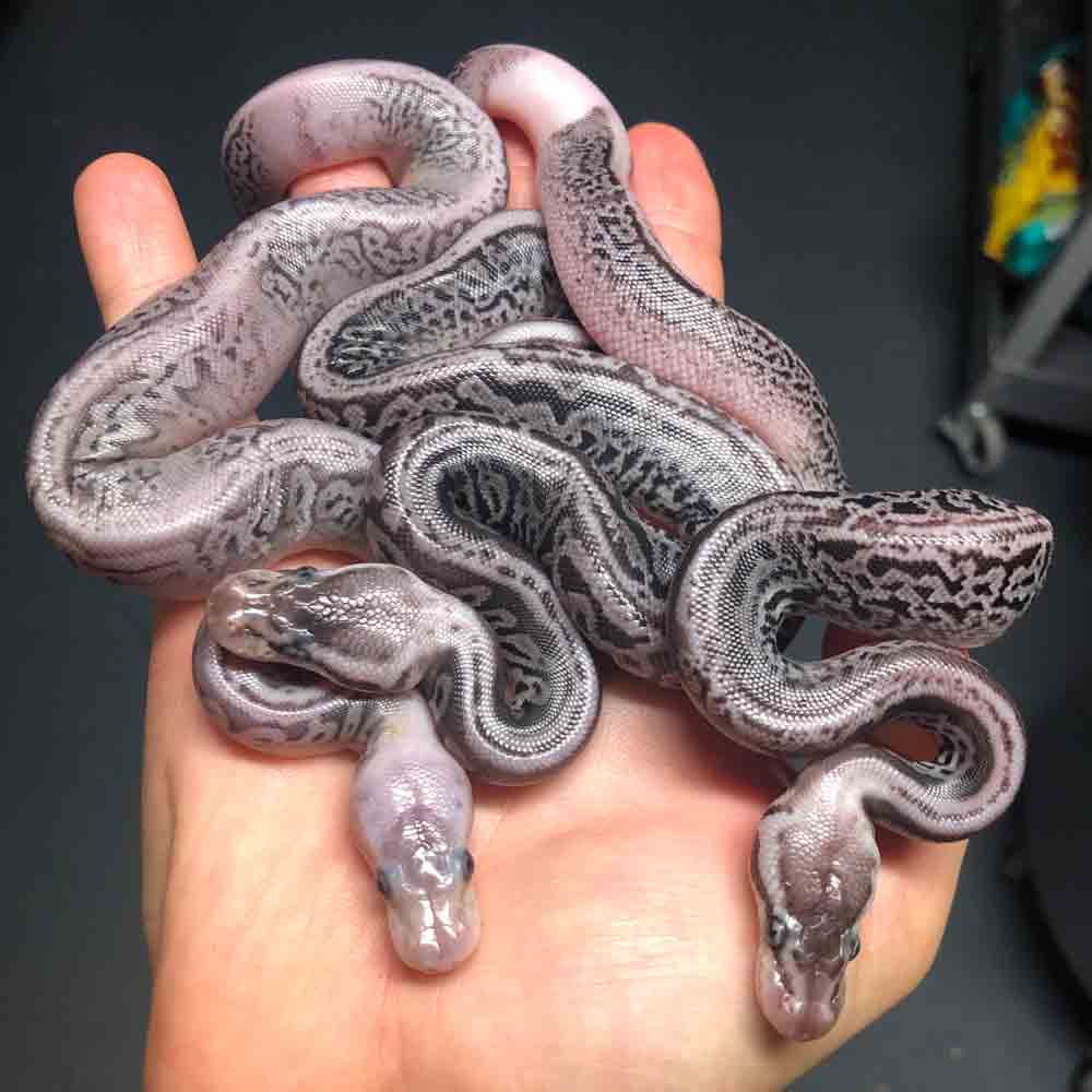 Ball Python History, Care And Breeding Reptiles Magazine