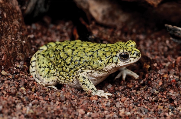 Toads Of The United States - Reptiles Magazine