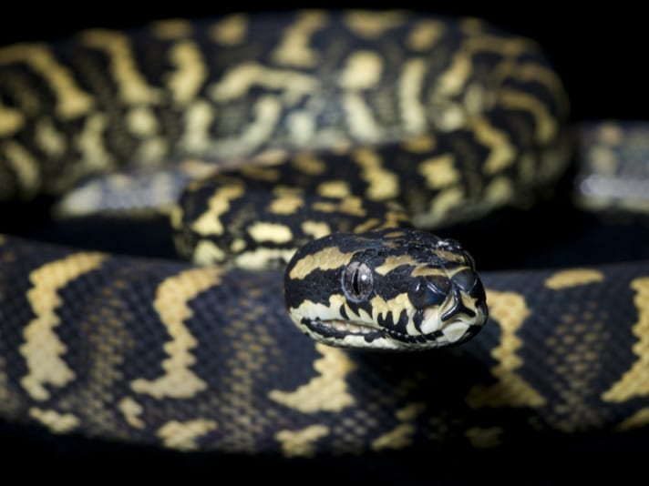 Diamond Carpet Python Care Sheet Two Birds Home