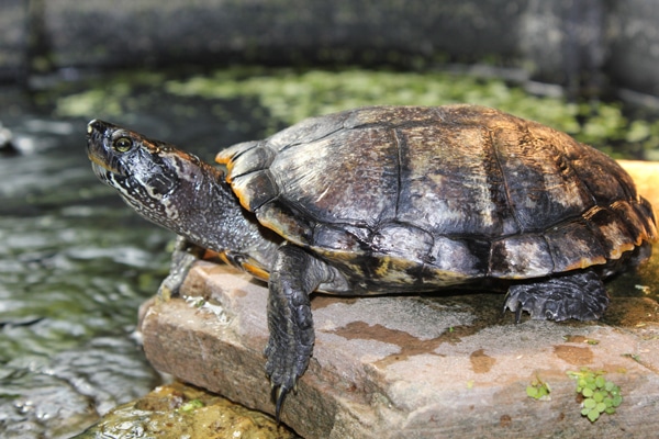 Differences Between Reptiles And Amphibians - Reptiles Magazine