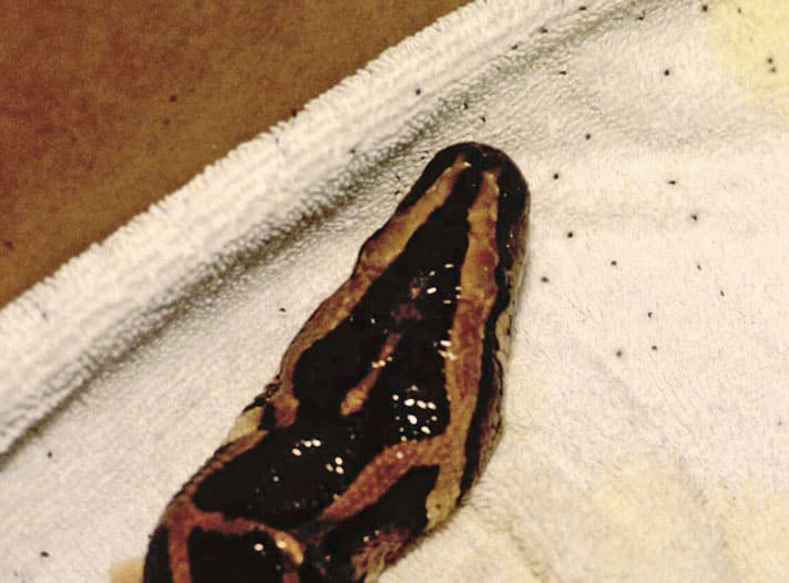 Mites in Reptiles Reptiles Magazine