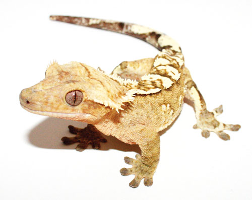Crested Gecko Morph Madness - Reptiles Magazine