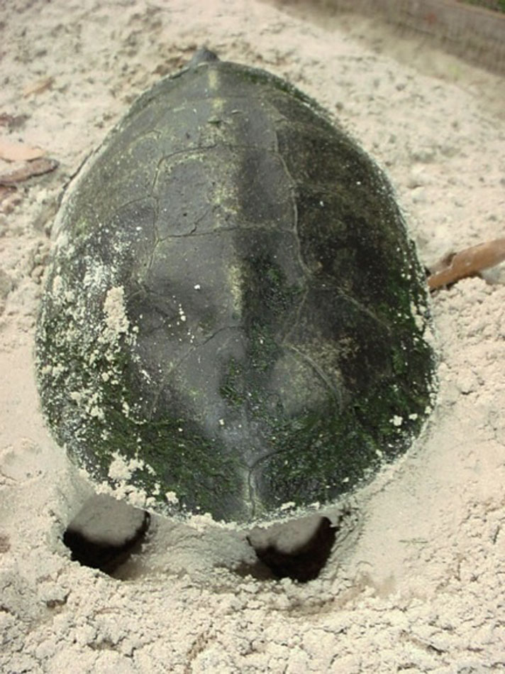 Keeping The Kwangtung Turtle Reptiles Magazine