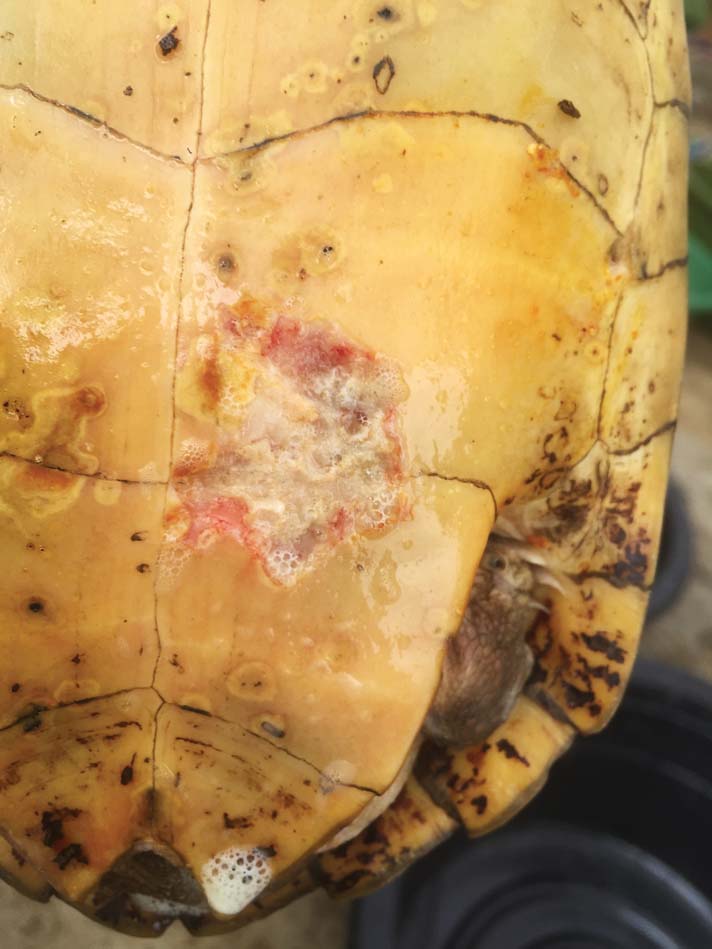 Common Diseases Of Aquatic Turtles Reptiles Magazine