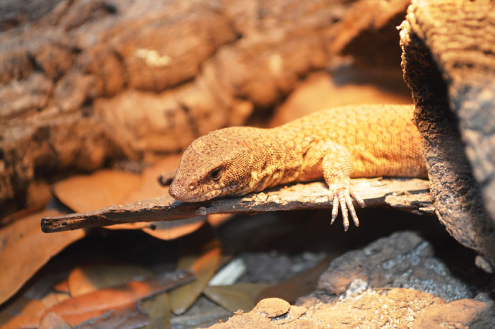 King's Dwarf Monitor Care And Breeding Reptiles Magazine