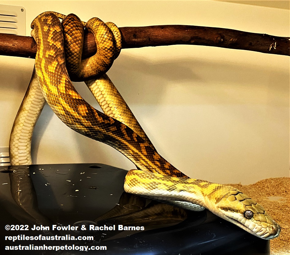 AUSTRALIAN SCRUB PYTHON Simalia kinghorni