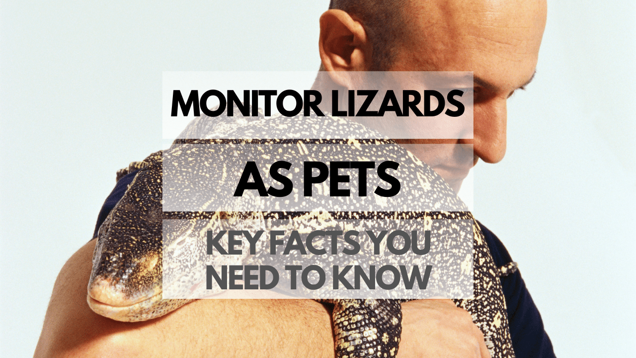 Monitor Lizards as Pets Key Facts You Need to Know Reptiles Pets