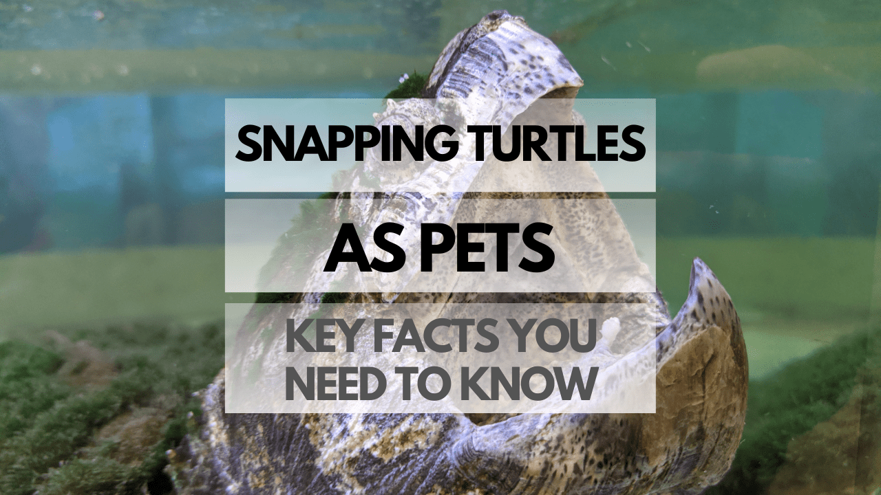 Snapping Turtles as Pets Key Facts You Need to Know Reptiles Pets