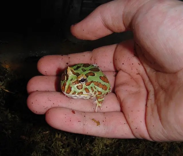 How Long Can a Pacman Frog Go Without Eating?