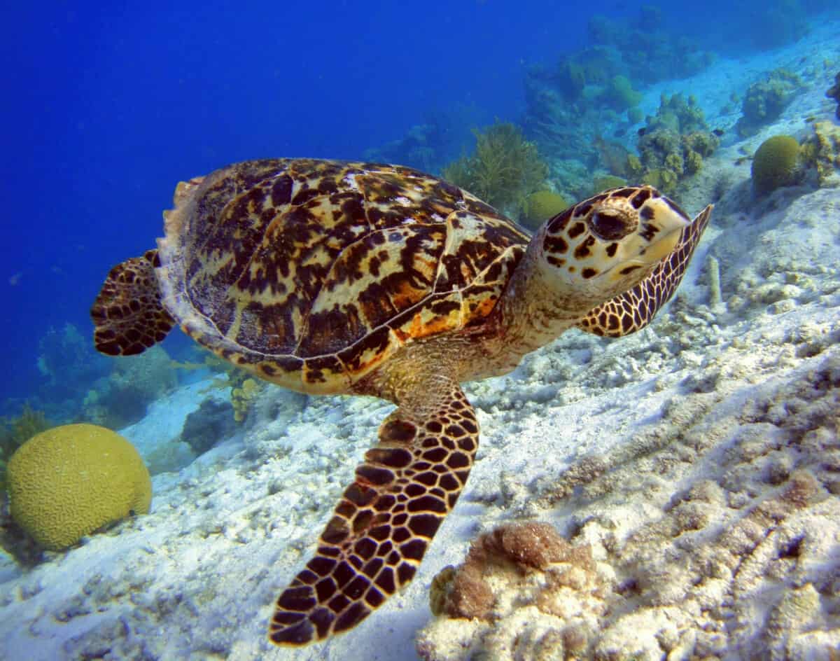 Turtle Eyes (Full Guide To Turtles Vision) Reptiles Time