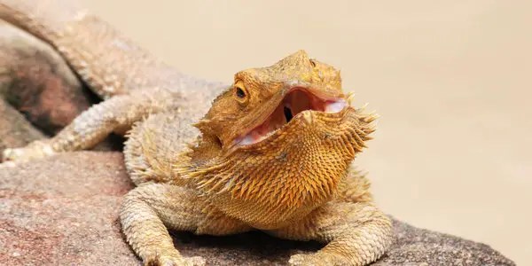 How to Tell If Bearded Dragon Eggs Are Dead? Reptiles Time
