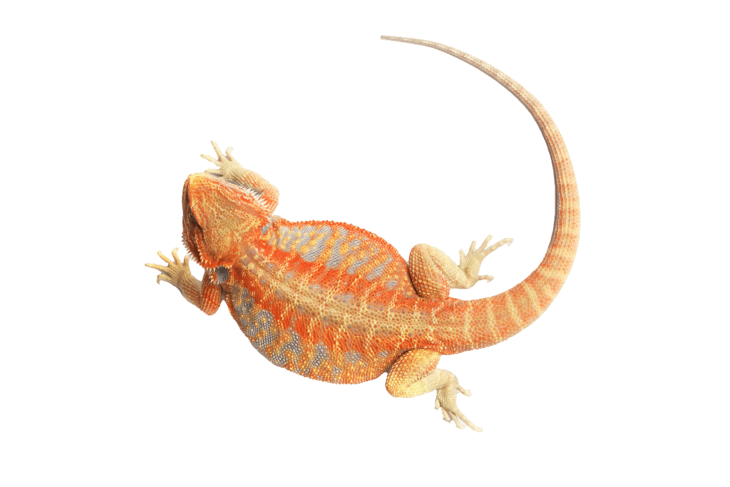 lizard2 Reptile Super Show