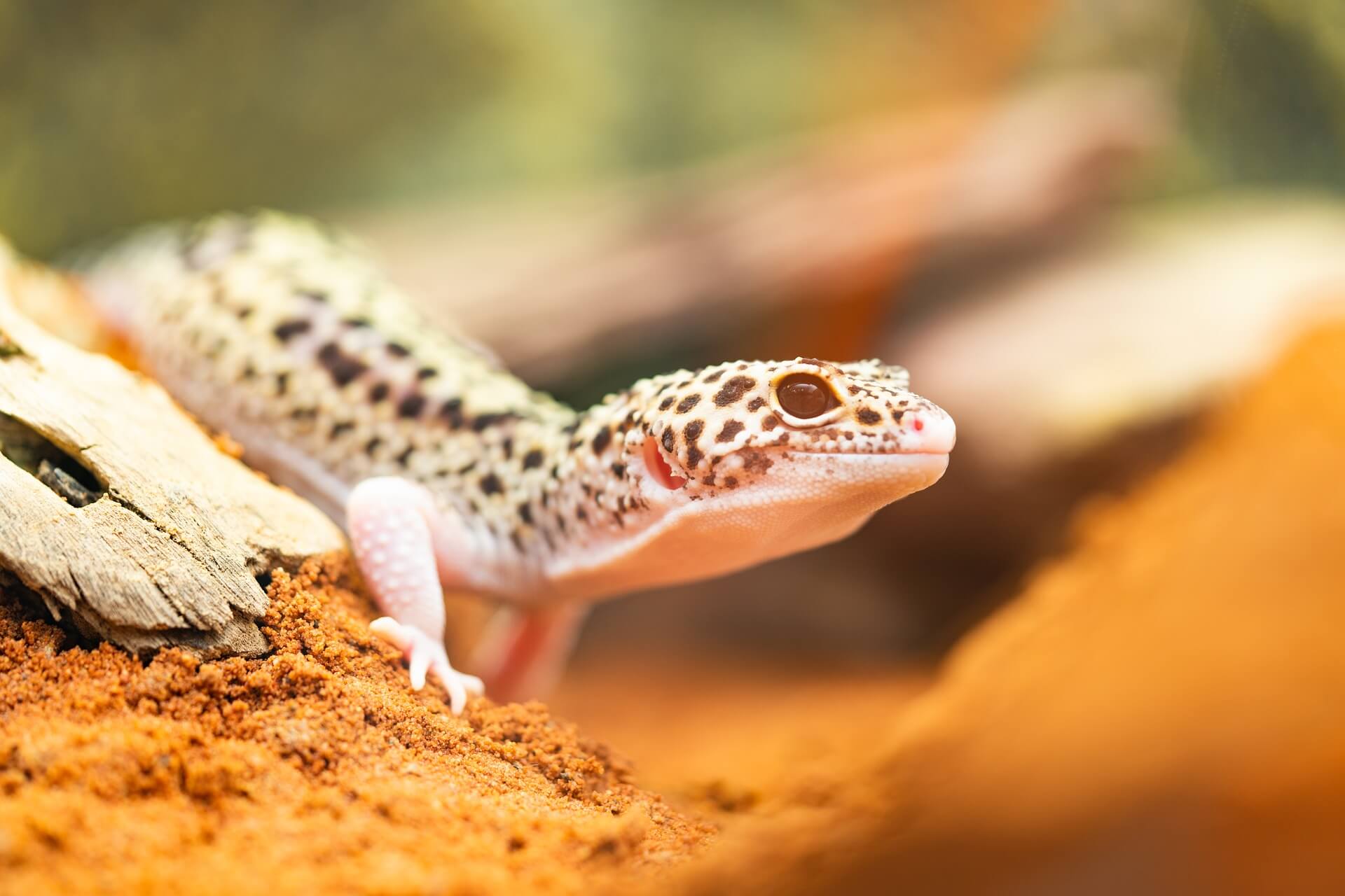 Do Leopard Geckos get attached to their owners