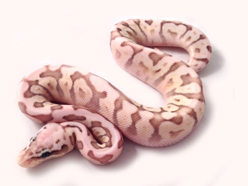 Pink Ball Python a Complete Care Guide Reptileszilla