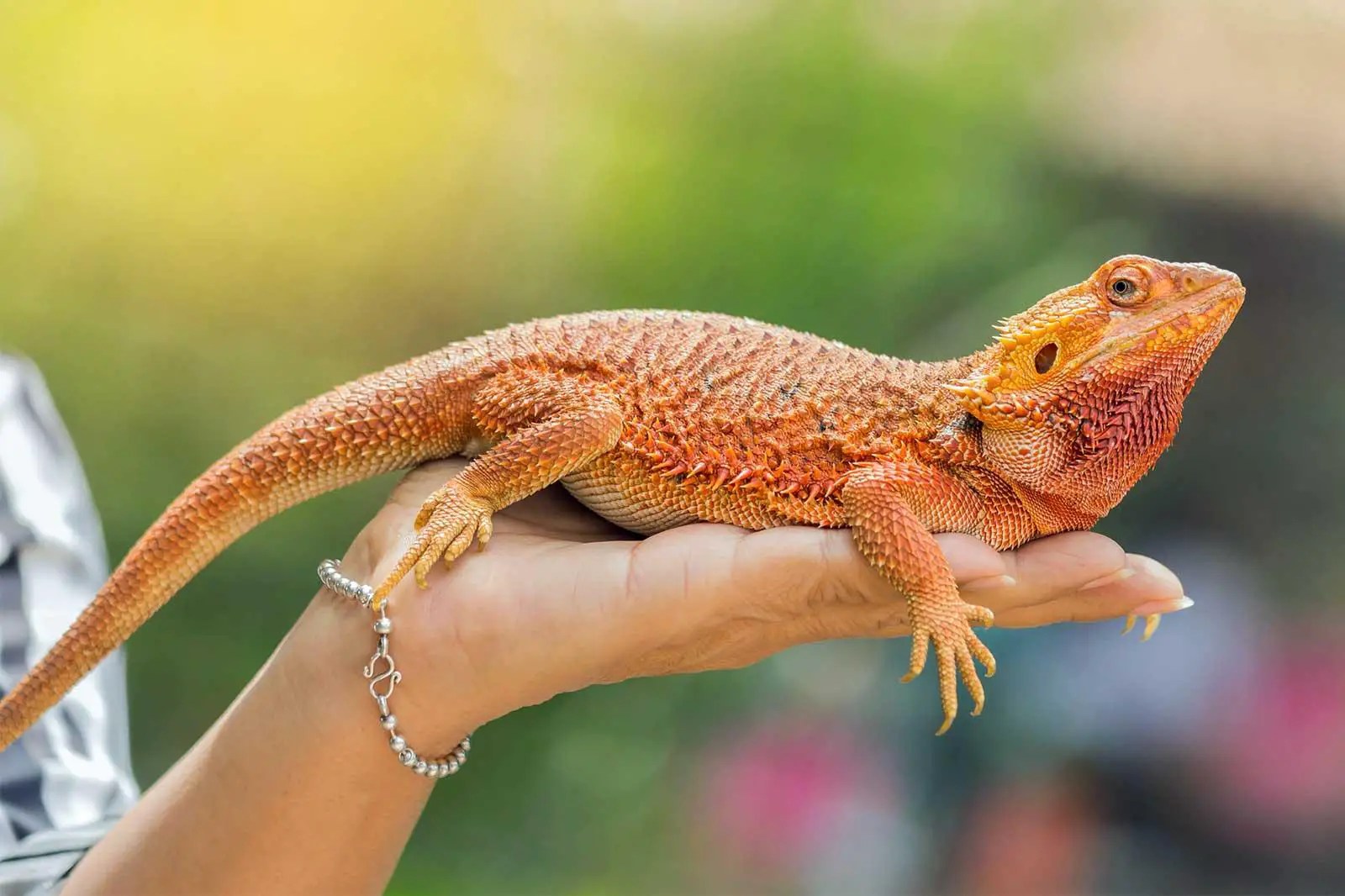 The Fascinating World of Reptile Behavior and Communication Reptileszilla