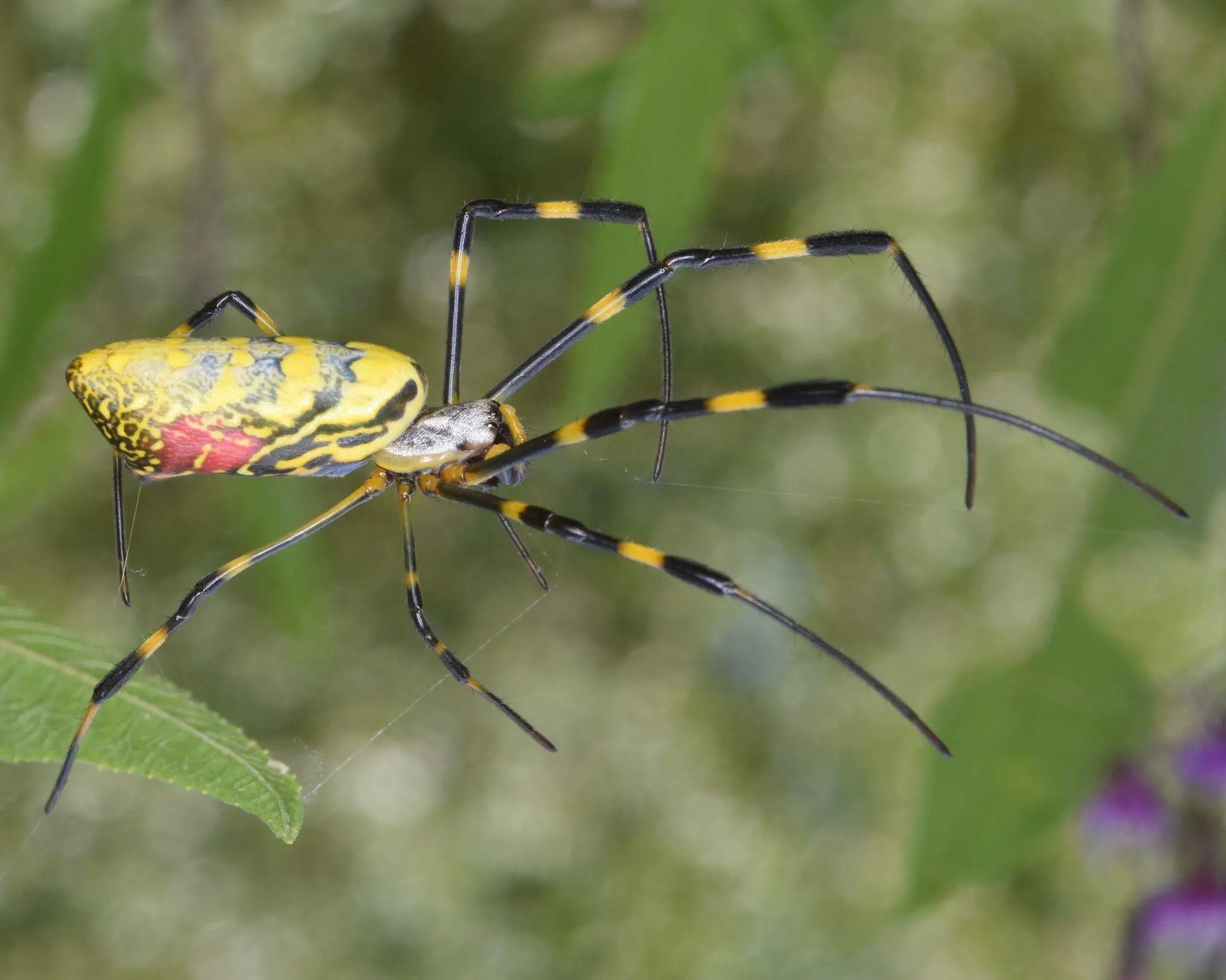 Does Japan Have Native Spiders? Origin of the Japanese Word for Spiders.