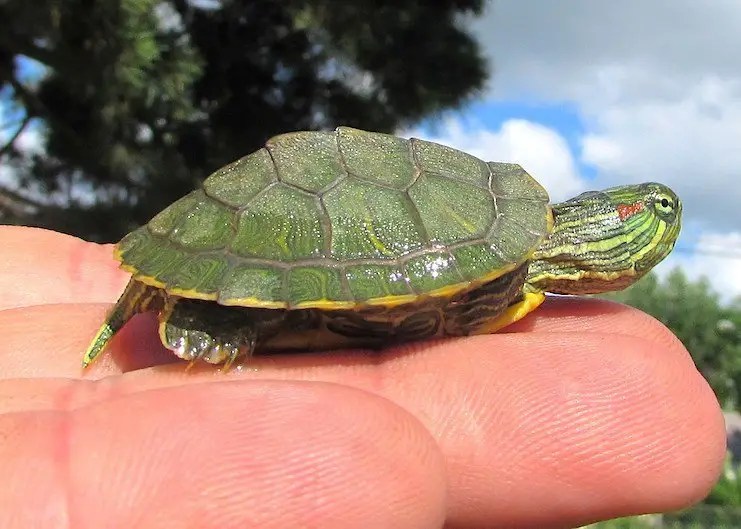 Red Eared Slider Turtle Training Tips and Tricks for Taming and
