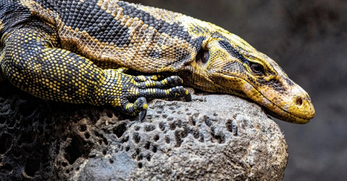 How to Clean Rocks for Reptiles? Reptile Wrestler