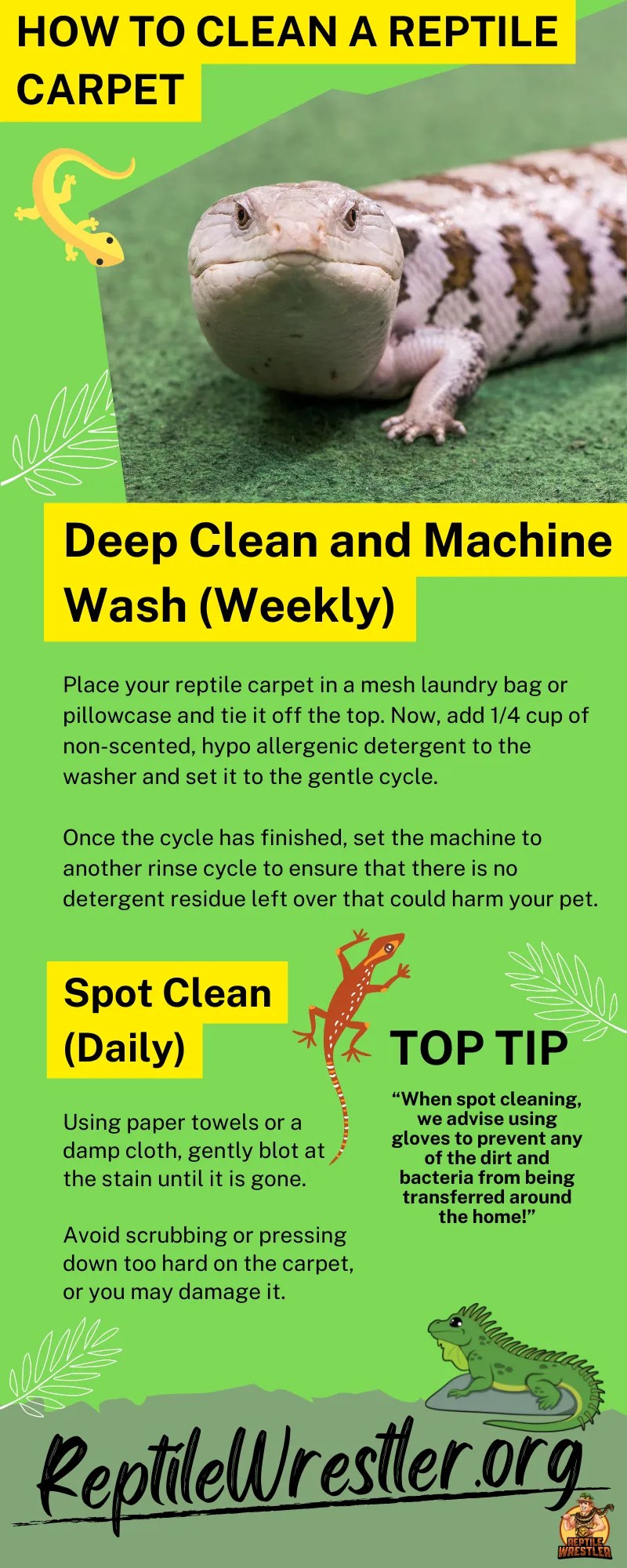 How to Clean a Reptile Carpet? Reptile Wrestler