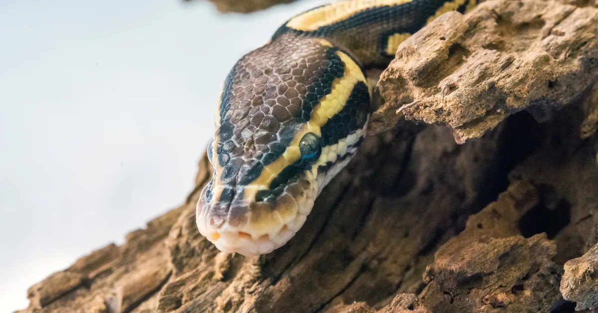 5 Best Ways How to Keep Humidity in a Screen Top Cage Reptile Wrestler