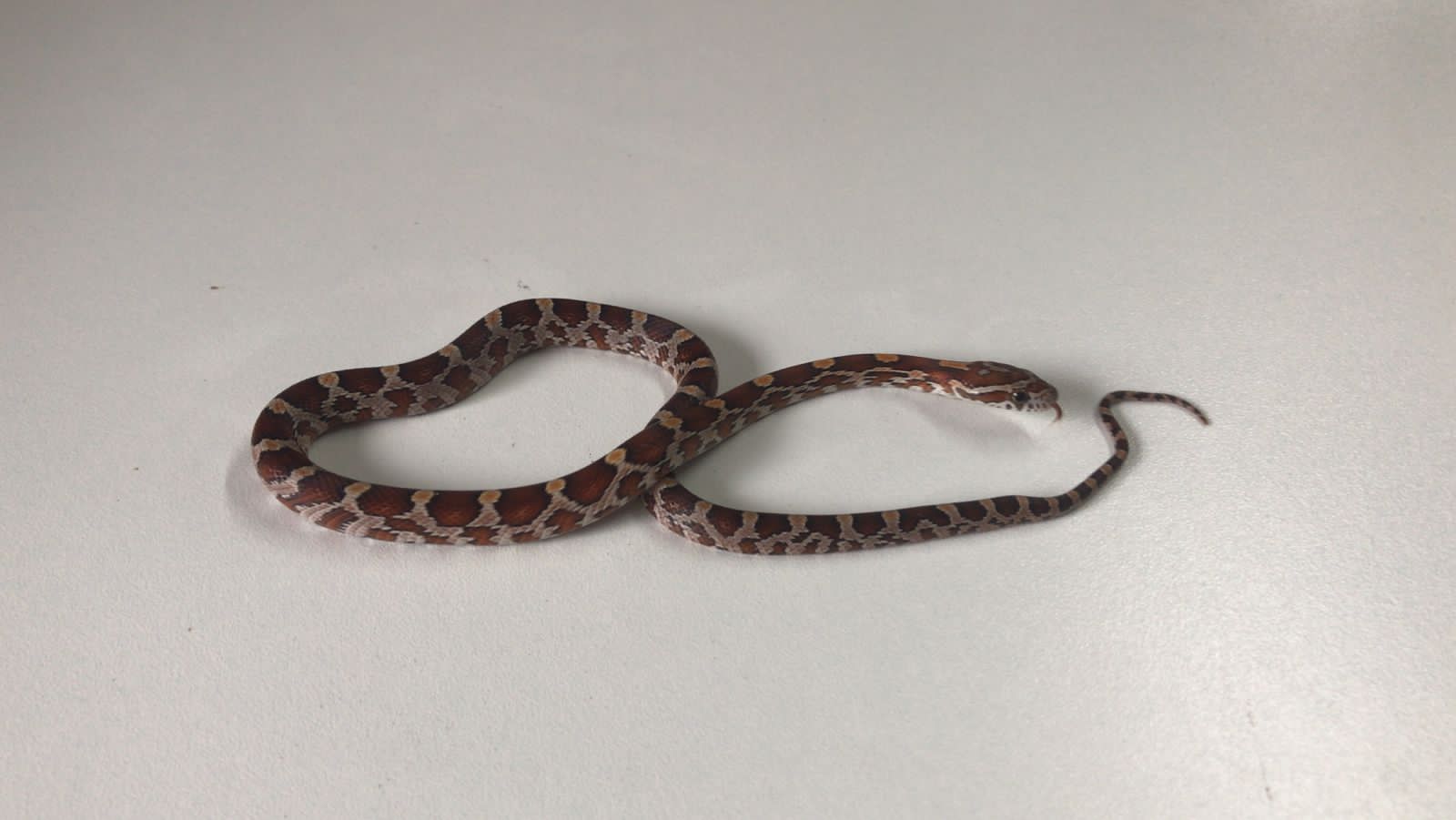 Normal Corn Snake Juvenile Exotic Pet Store