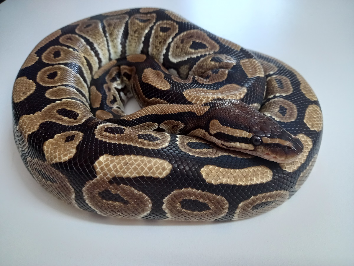 Normal Ball Python Juvenile Exotic Pet Store