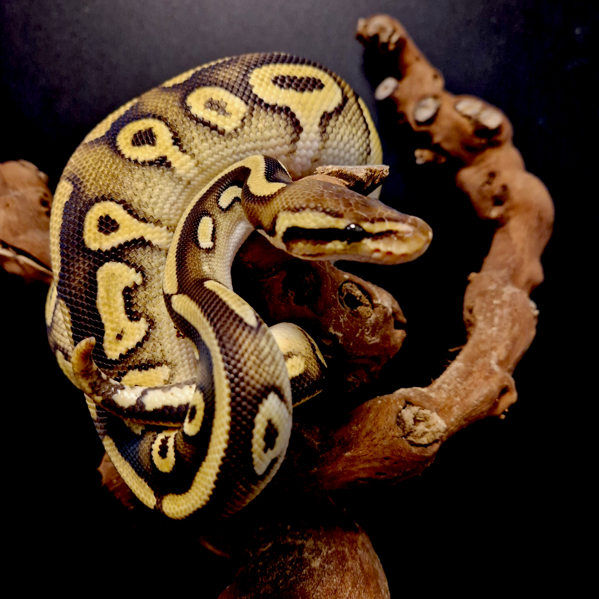 Python regius ''baby''(Cites) Reptilia