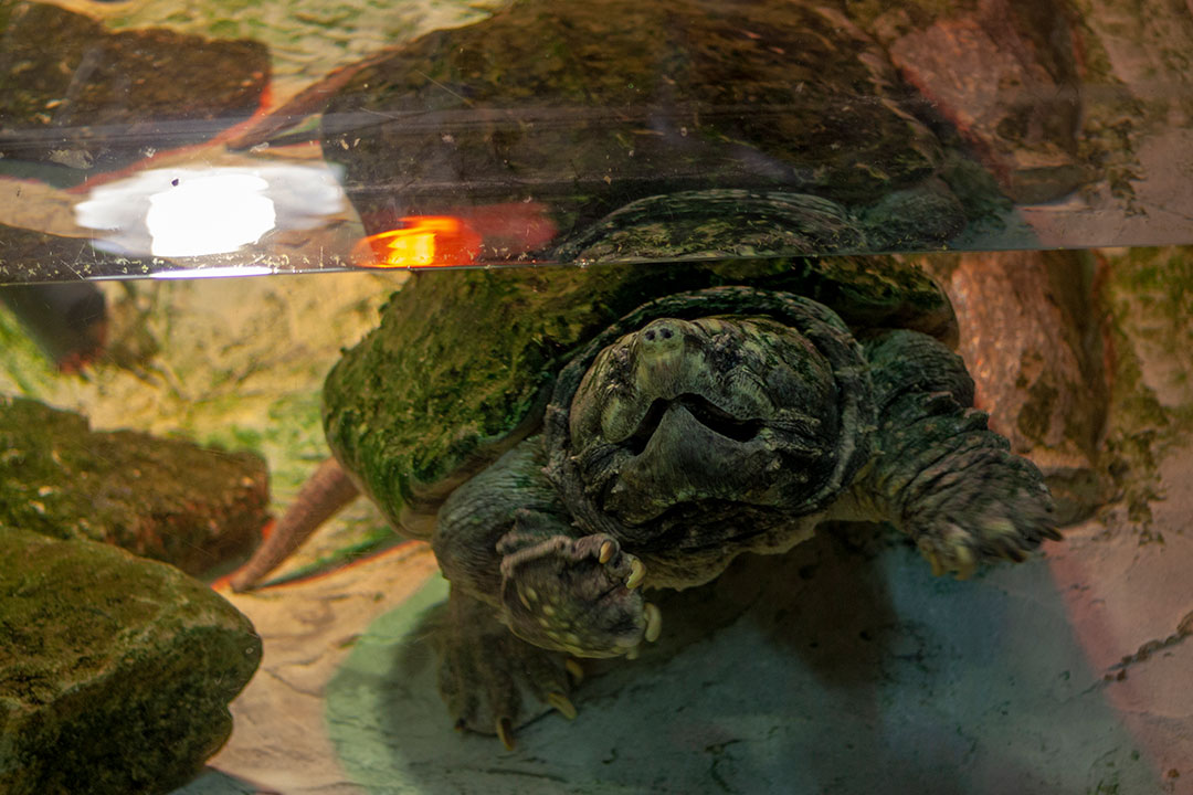 Animal Sponsorship Reptilia Zoo