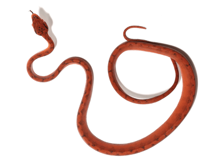 Red Amazon Tree Boa For Sale Rept Marts