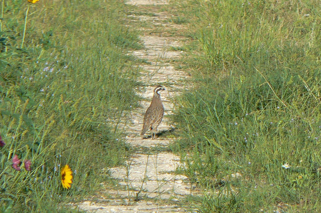 Finding (and keeping) good quail country Republic Ranches