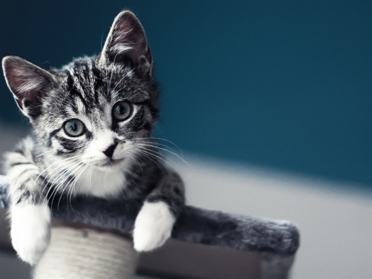 Cute Baby Cat Wallpaper Mac Wallpaper Download